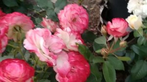 ПРОГУЛКА ПО ЦВЕТУЩЕМУ САДУ ??