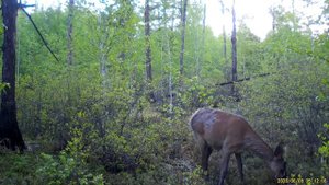 По лесной тропе, видео с фотоловушки