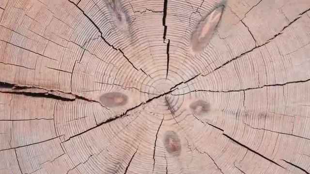 сухарник карельский или полярная сосна кело kelo logcabin в двух словах.