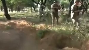 Скорость кабана