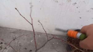 Обрезка голубики в контейнерах. Видеоурок 4