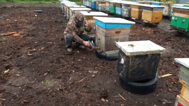 VID Обработка клеща самодельной " дымпушкой "??? смотреть онлайн