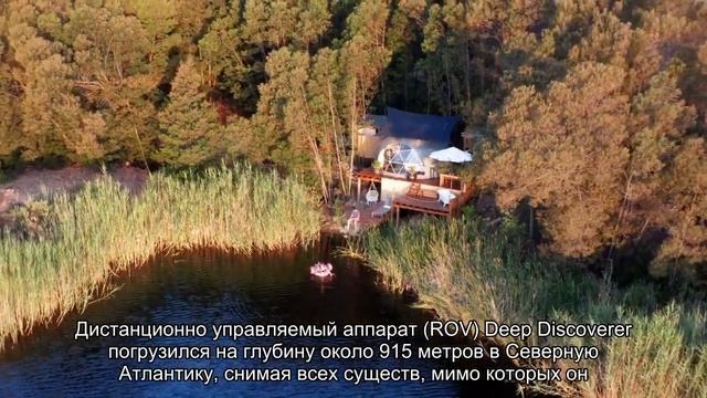 Видео: ученые обнаружили ранее неизвестную ярко-красную медузу смотреть онлайн