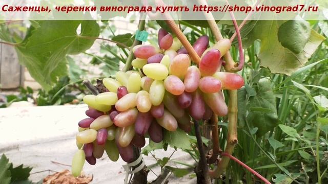 24 июля 2023 года окрашивание винограда Квинт, селекции Калугина- заявка на ультраранний срок созрев