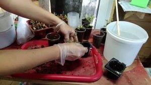 Результаты укоренения ивы Хакуро Нишике