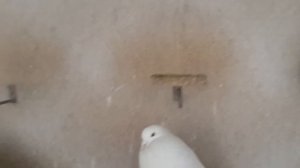 Голуби Дутыши помиранские Юрия Федорива