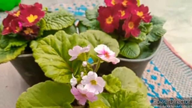 How to grow and care Primula Obconica flower plant in winter, Prem rose in winter care tips смотреть онлайн