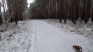 Заготовка валежника без штрафов, сухие дрова. Как заготавливать дрова не нарушая закон.