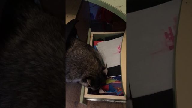 Енот Лёня. #pets #animals #video #upsc #games #moments #veryfunny #art #blogger