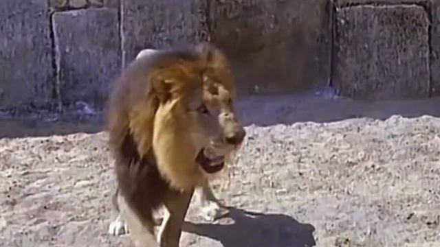 Как исчез последний берберийский лев смотреть онлайн