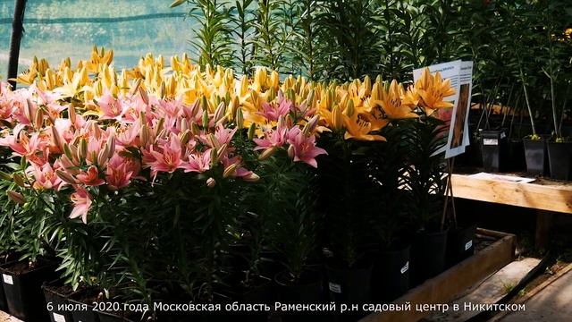 Садовый центр в Никитском. Июль 2020