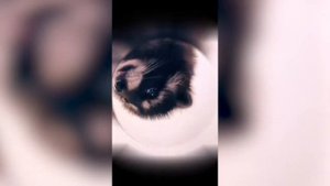 Енот танцует без регистрации и СМС