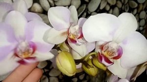 фаленопсис Монро. маленький обзорчик.