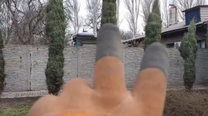 топиарная обрезка  скального можжевельника.