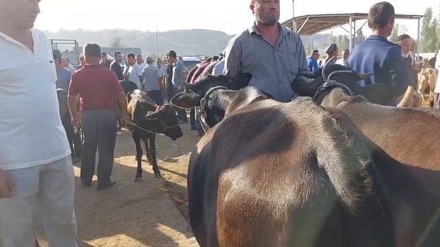 Tergachi mol bozori ģunajinlar VA qisir sigirlar narhlari 11.08.2023yil