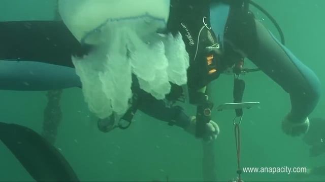 Медузы Черного моря