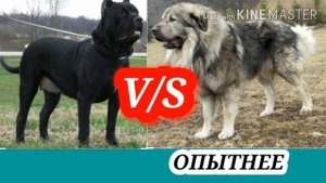 Американский бандог против кавказской овчарки.