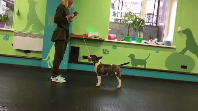 Miniature Bullterrier//HIT IRISH BANSHEE//Миниатюрный бультерьер