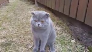 Кот ругается на хозяйку!