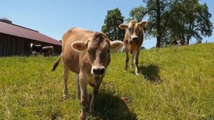 МЫЧАНИЕ КОРОВЫ. корова мычит. ЖУЮТ ЖВАЧКУ ??❤️ ЧАСТЬ 2  КОРОВЫ В ИНДИИ???