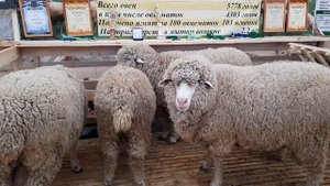 РОССИЙСКАЯ ВЫСТАВКА ОВЕЦ И КОЗ В ДАГЕСТАНЕ АНЖИ АРЕНА(ЧАСТЬ 2)