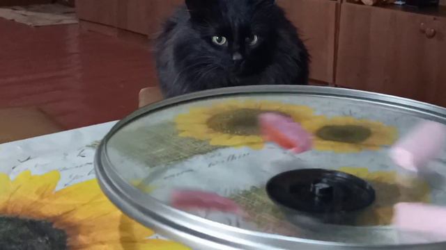 Поле чудес смешные животные 👍😻 cats funny animals смотреть онлайн