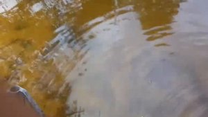 Запускаем раков в дачное озеро. Разведение раков на даче.