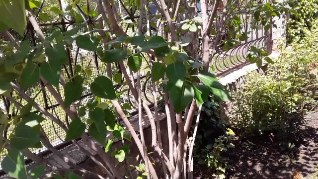 Обрезка после Цветения. Древовидный пион и Сирень / уход за цветами / Мой сад смотреть онлайн