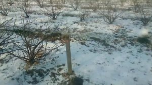 САДЫ ПОЛЬШИ,ЧАСТЬ 2. КРАСНАЯ СМОРОДИНА