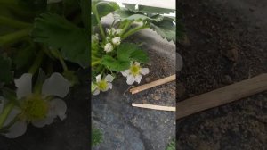 Зачем накрывать клубнику в парнике агроспаном?