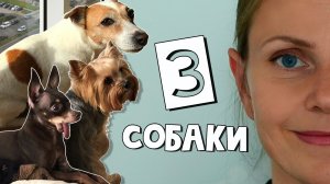 Три собаки в доме. Каково это? Все нюансы жизни с тремя разными питомцами