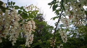 Белая акация Robinia pseudoacacia Робиния лжеакация