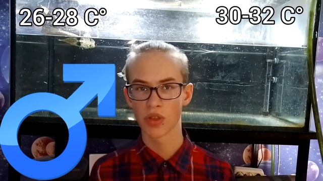 Размножение красноухих черепах (разведение)! / ЧЕРИ TV смотреть онлайн