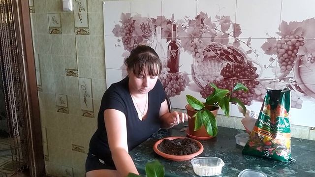 Пересадка  спатифиллума