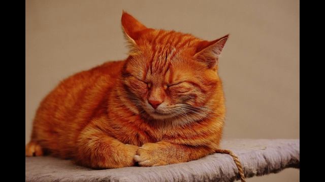 cat purring for sleep ASMR meditation relax /мурчание кошки для сна медитация релакс