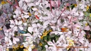 Барбарис оттавский Силвэ Майлс (silver miles') ? обзор: как сажать, саженцы барбариса Силвэ Майлс