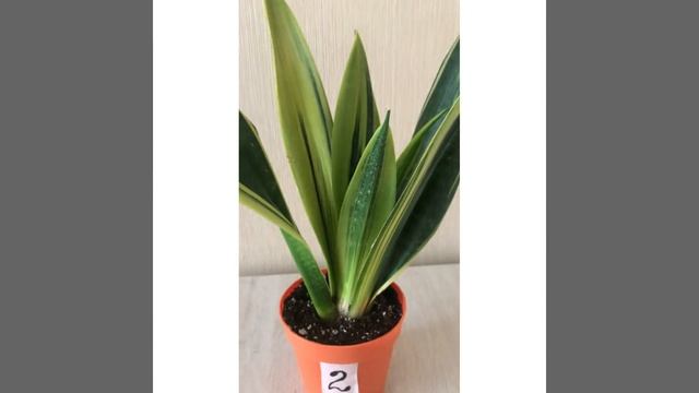 Сансевиерия Голд Флейм смотреть онлайн