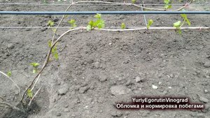 🍇 Чтобы уродил Виноград! Обязательная обломка зеленых побегов. Формировка плодового звена для урожа