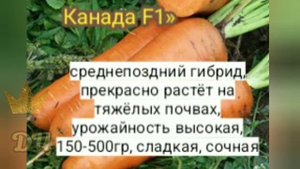 МОРКОВЬ!!! Сорта - Лучшие из лучших!!!