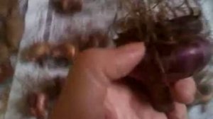 Цветы георгины и гладиолусы. Когда выкапывать и как хранить