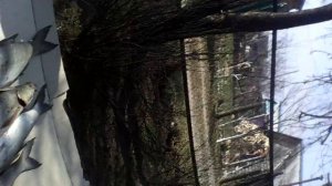 М.обл. река лама. Жерех на спиннинг пойман.