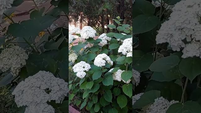 Древовидная гортензия Анабель,роза Джаст Джоуи ??? смотреть онлайн