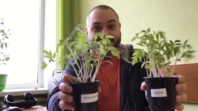 Эксперимент. Микроволновка. День 34 - завершение эксперимента. смотреть онлайн