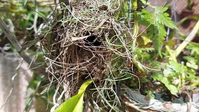 VEJA QUE SURPRESA NO VASO DA ORQUÍDEA BLC TZENG WEN BEAUTY BRIGHT смотреть онлайн