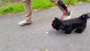 Yorkshire terrier Black yorkie