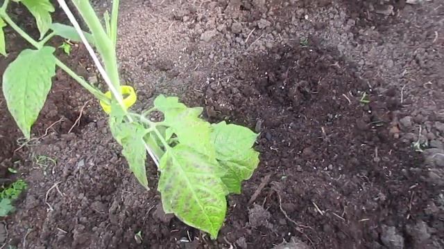 Томаты,перцы,баклажаны обязательно мульчирую соломой. смотреть онлайн