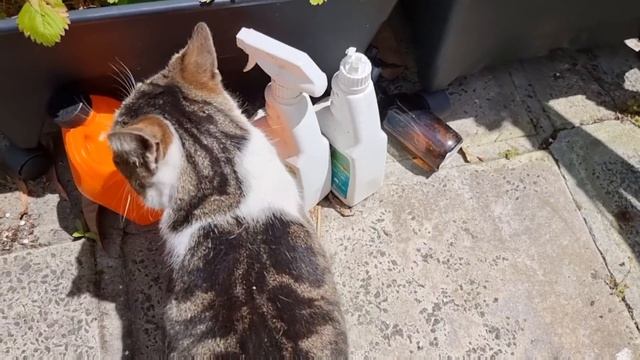 Пока кумы нет дома ,показываю безумную Тёрку и коллекцию кактусов.Элла Австралия смотреть онлайн