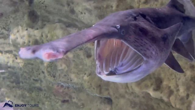 Аквариум в Дубай Молл и подводный зоопарк (Dubai Mall + underwater zoo) смотреть онлайн