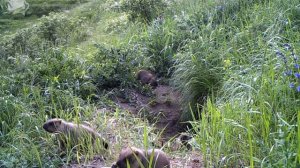 ID1212 заповедник Приволжская лесостепь Лиса и сурчата