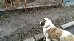 Боксер и Московская сторожевая. Взрослая собака и щенок. Уличное противостояние.